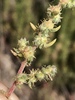 Fivehorn Smotherweed - Photo (c) jrebman, some rights reserved (CC BY-NC), uploaded by jrebman