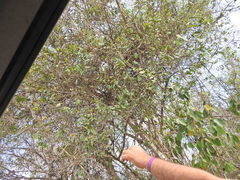 Sideroxylon persimile