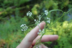 Limnosciadium pinnatum