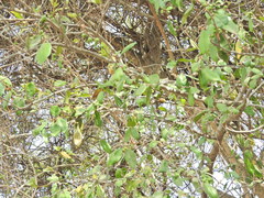 Sideroxylon persimile