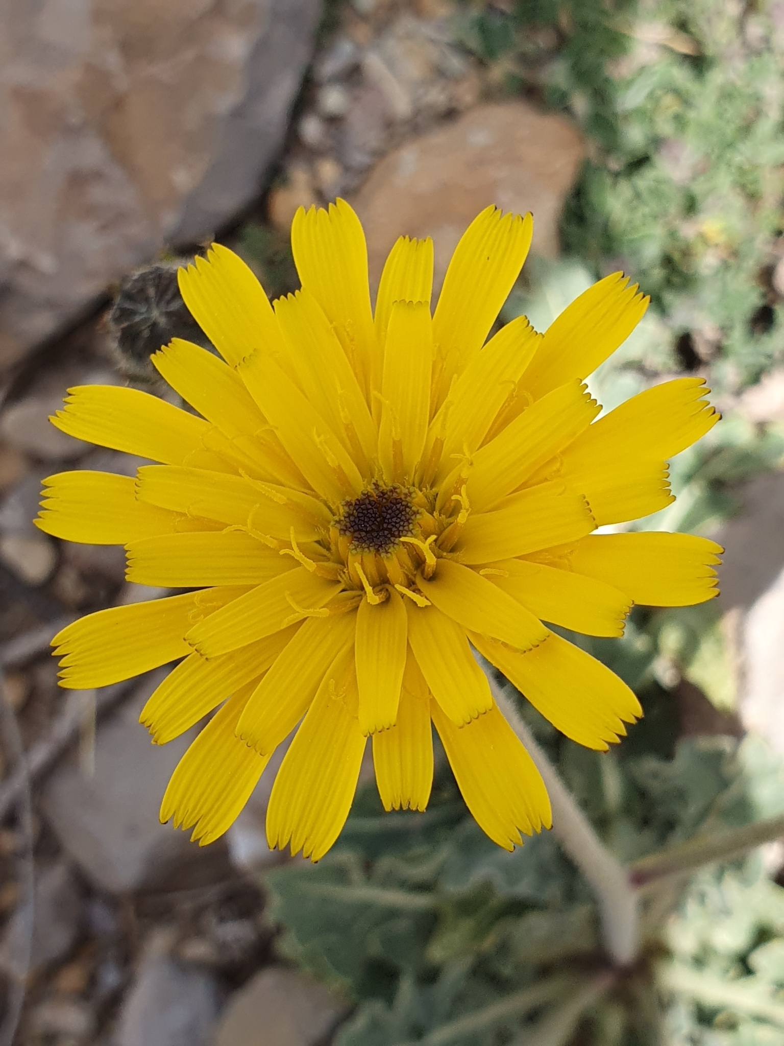 Picris hispanica