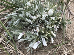Astragalus gilviflorus