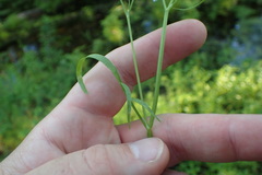 Limnosciadium pinnatum