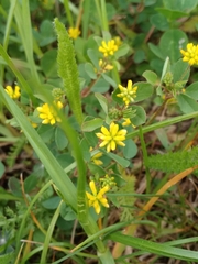 Trifolium dubium