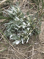 Astragalus gilviflorus