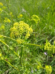 Polytaenia