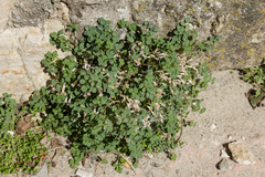 Sarcocapnos enneaphylla