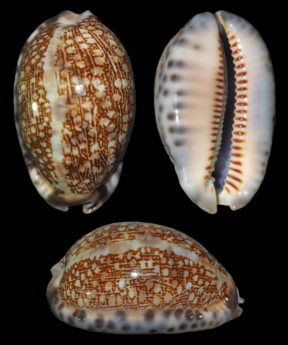 Cypraea arabica observed 2011-03-27