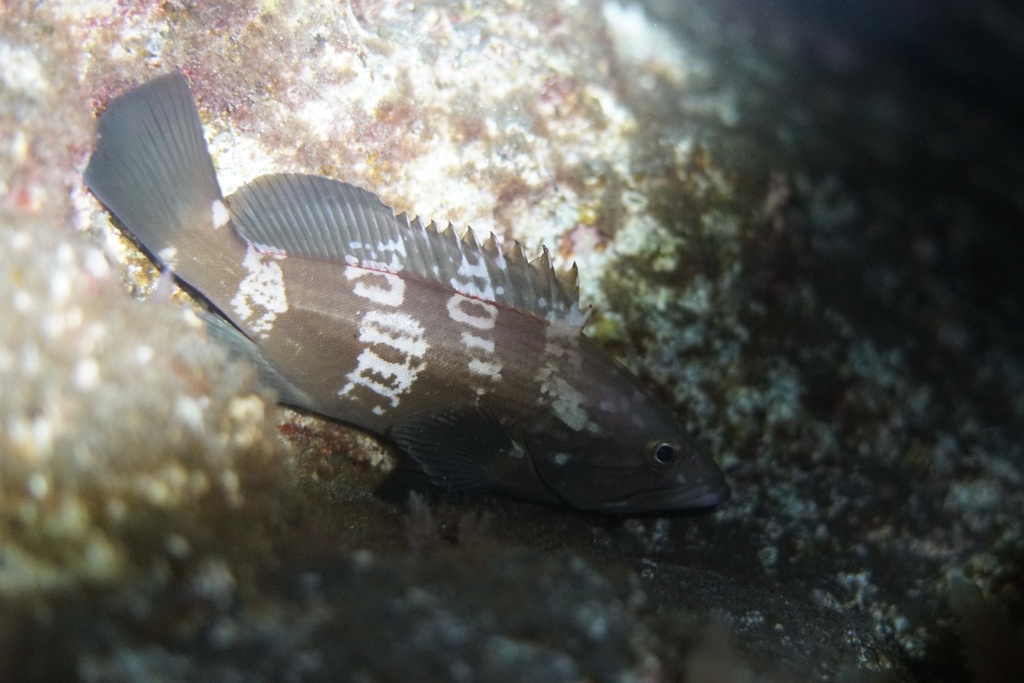 goldblotch grouper
