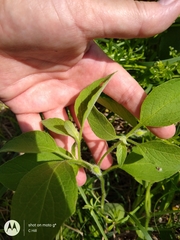 Physalis heterophylla