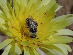 Calliopsis puellae