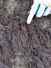 Cryptosiphonia woodii