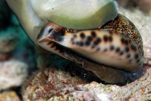 Cypraea arabica observed 2015-03-02