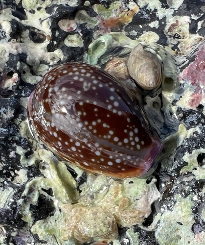 Cypraea helvola observed 2024-05-09