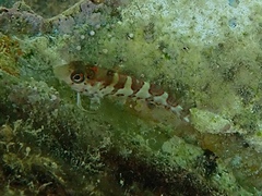 Malacoctenus triangulatus