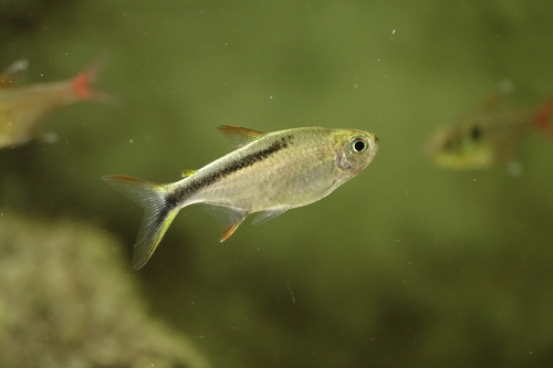 Penguin tetra (Thayeria ifati) — Characidae