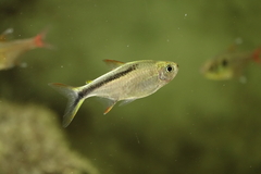 Half-Striped Penguin Tetra photo 1