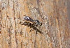 Atomosia melanopogon