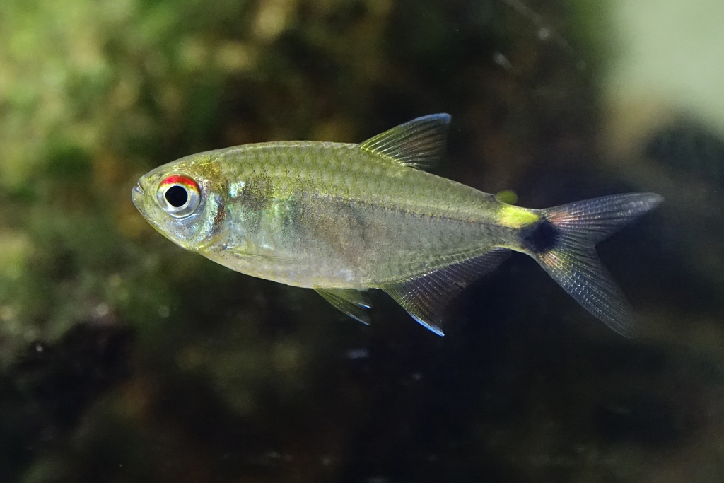 Head-and-taillight tetra (Hemigrammus ocellifer) — Characidae