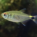 Head and Tail Light Tetra - Photo (c) Vincent Rufray, some rights reserved (CC BY-NC), uploaded by Vincent Rufray