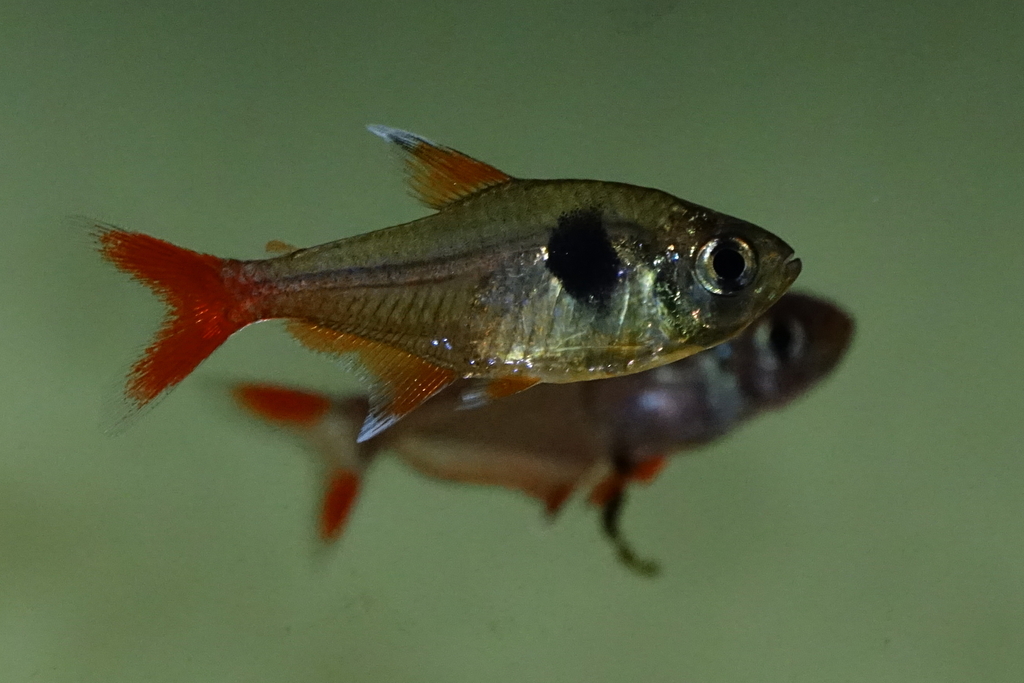 Yellow flag tetra (Hyphessobrycon roseus) — Characidae