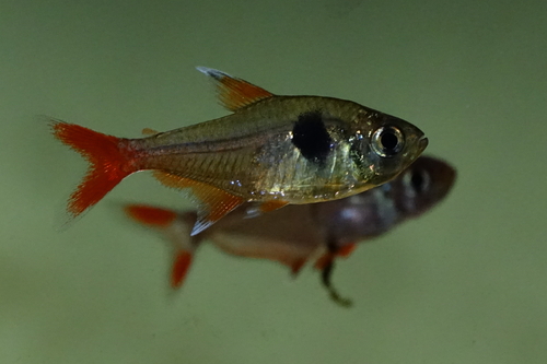 Yellow flag tetra (Hyphessobrycon roseus) — Characidae