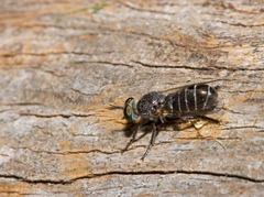 Atomosia melanopogon