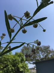 Angiospermae