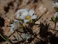 Linanthus demissus