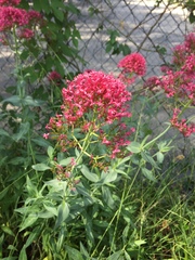 Angiospermae