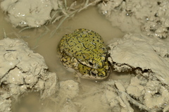 Anaxyrus debilis