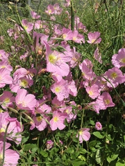 Oenothera speciosa