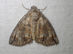 Dysbatus stenodesma