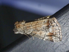 Dysbatus stenodesma