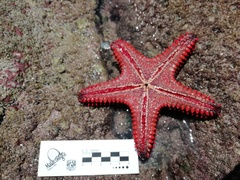 Pentaceraster cumingi