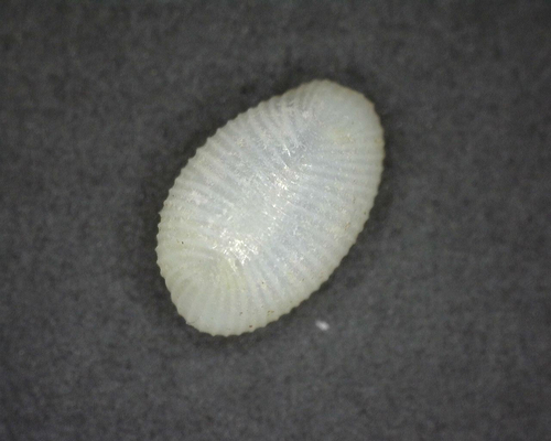 Trivirostra hordacea observed 2024-05-08