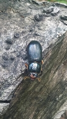 Odontotaenius disjunctus