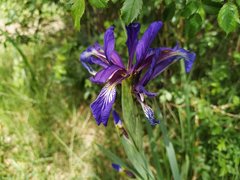 Iris reichenbachiana