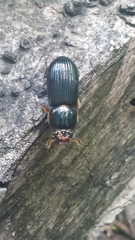 Odontotaenius disjunctus