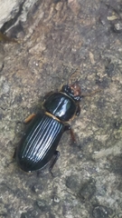 Odontotaenius disjunctus