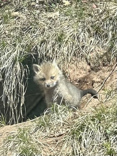 Red Fox photographed in Wisconsin