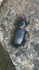 Odontotaenius disjunctus