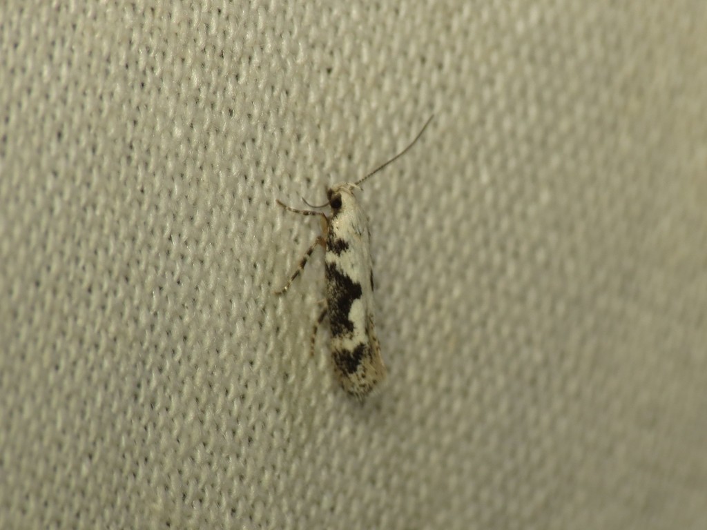Agnippe laudatella