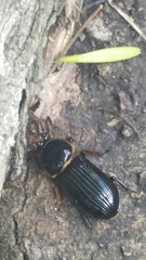 Odontotaenius disjunctus