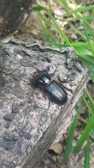 Odontotaenius disjunctus
