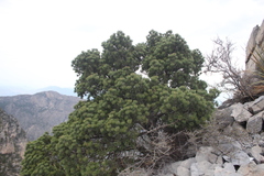 Pinus remota