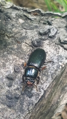 Odontotaenius disjunctus