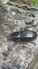 Odontotaenius disjunctus