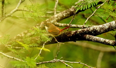 Synallaxis chinchipensis