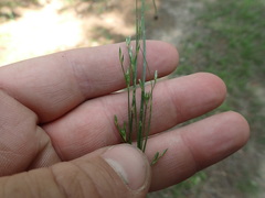 Juncus interior